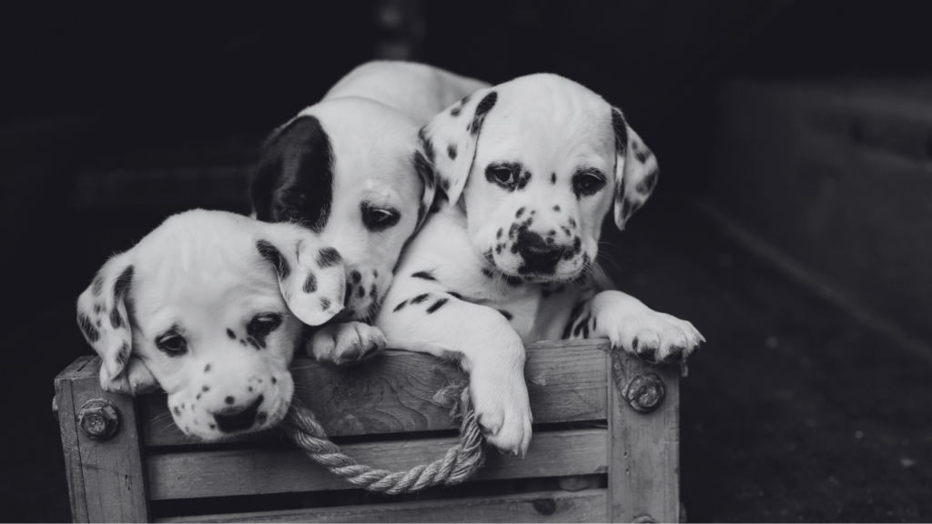 Black and white photo of three Dalmatian puppies peeking over the edge of a wooden crate