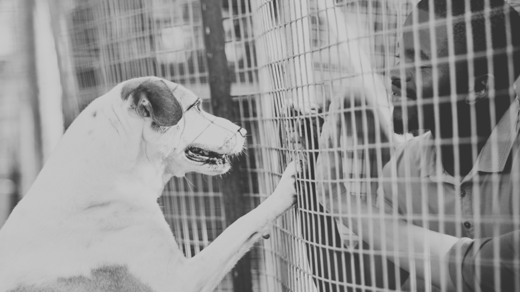 Black and white photo of a shelter dog pressing its paw against a wire kennel fence as a person reaches out to it