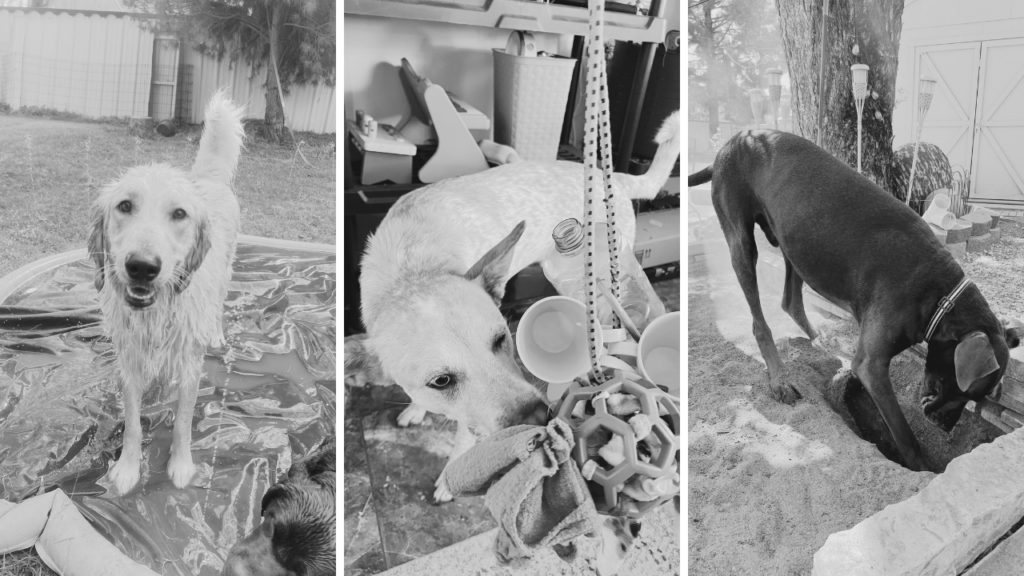 Three black and white photos of dogs enjoying enrichment activities: a golden retriever on a play mat, a dog exploring hanging toys and a Dobermann digging in sand
