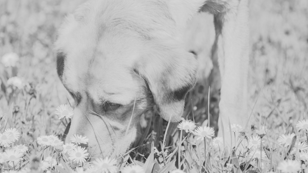 Black and white close-up of a dog sniffing among daisies in the grass