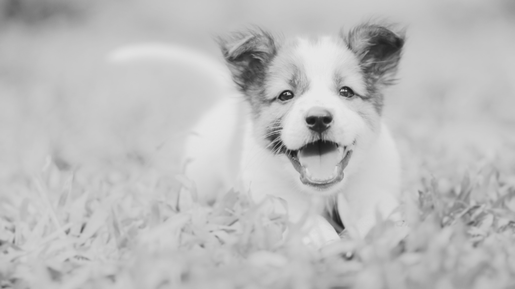 Black and white photo of a happy puppy running through the grass towards the camera