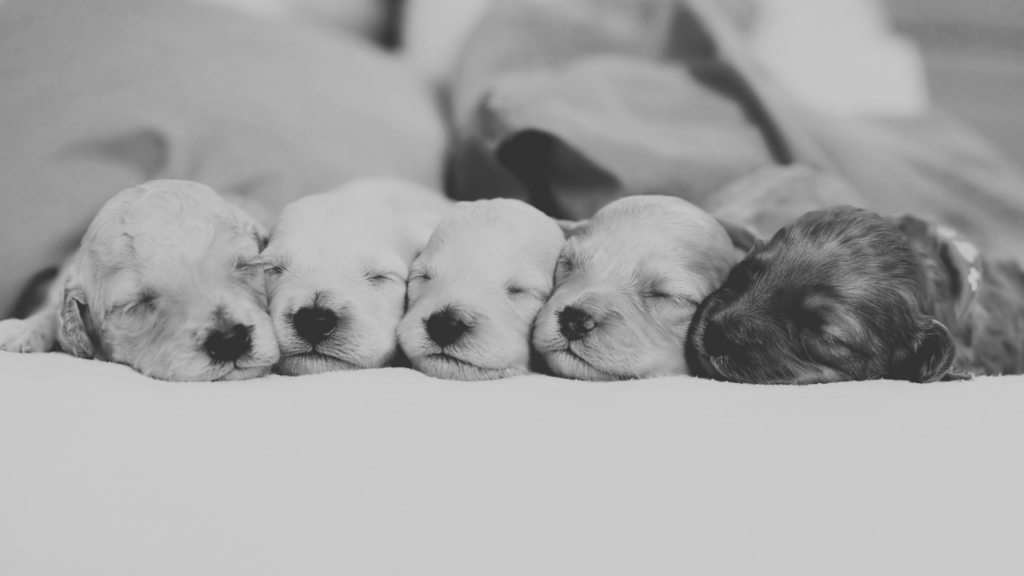 Black and white photo of a litter of five newborn puppies sleeping side by side
