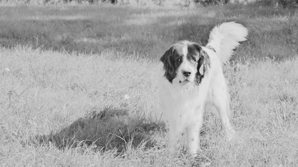 Black and white photo of a long-haired black and white dog standing in a grassy field with its tail raised
