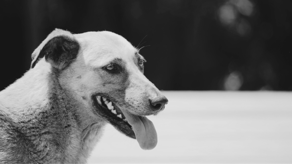 Black and white close-up of a short-haired dog in profile, panting with its tongue out
